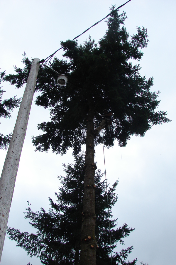 Tracy removing limbs from the first fir tree. Power pole.