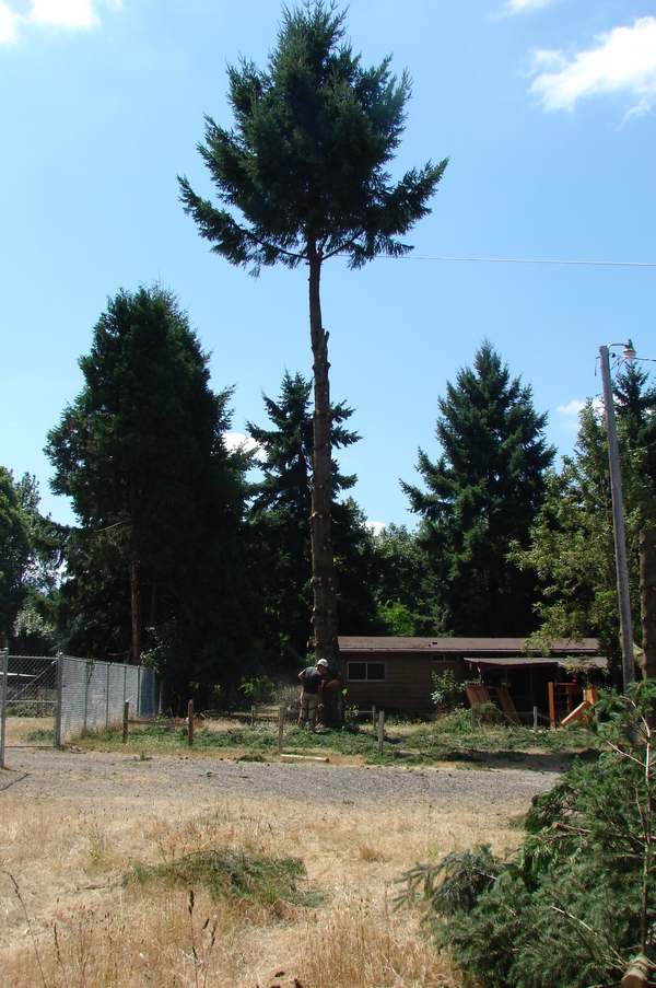 The second fir tree. Carport.