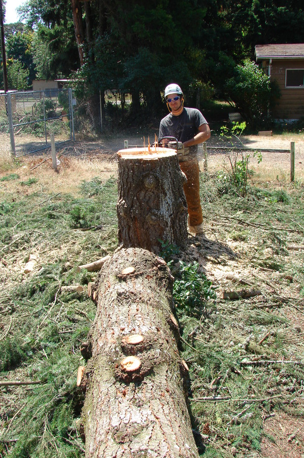 Tracy cleaning the top of the second fir tree stump.
