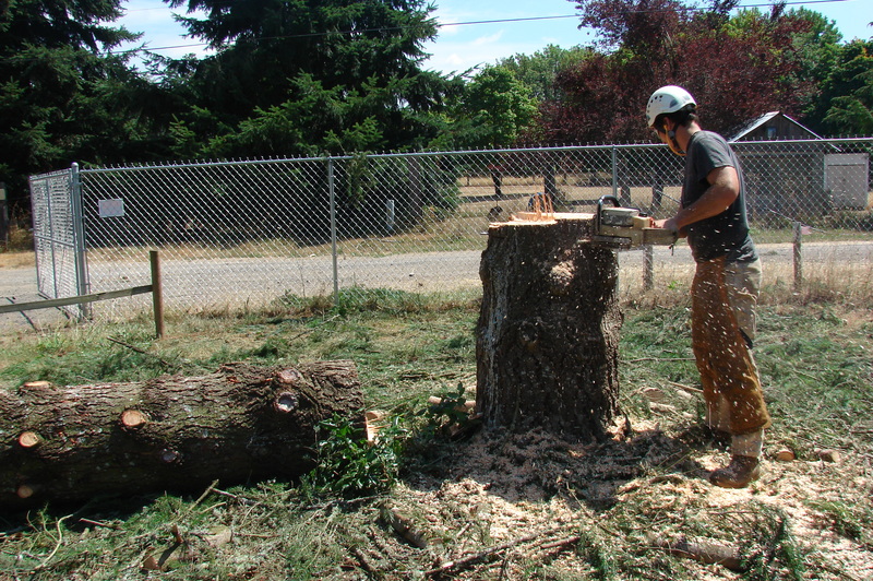 Tracy cleaning the top of the second fir tree stump.