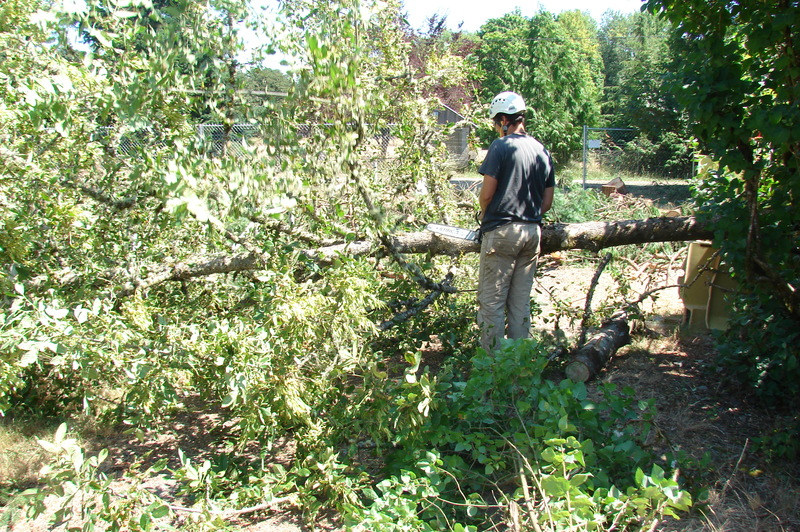 Tracy removing limbs from the ash tree.