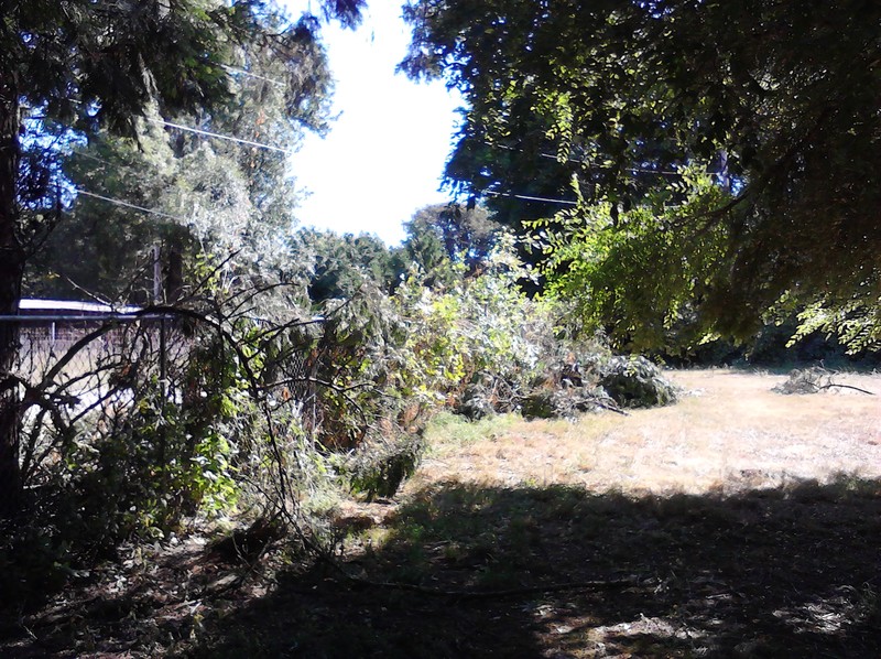 Southern side of the east fence.  EPUD cleared trees away from the power lines.