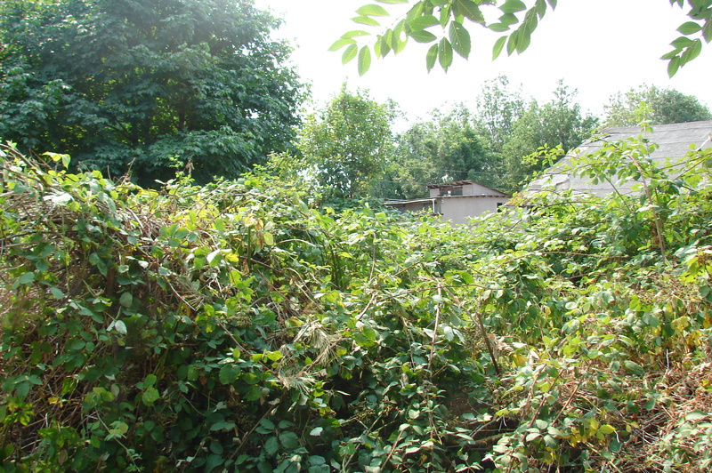 The blackberry fence area.
