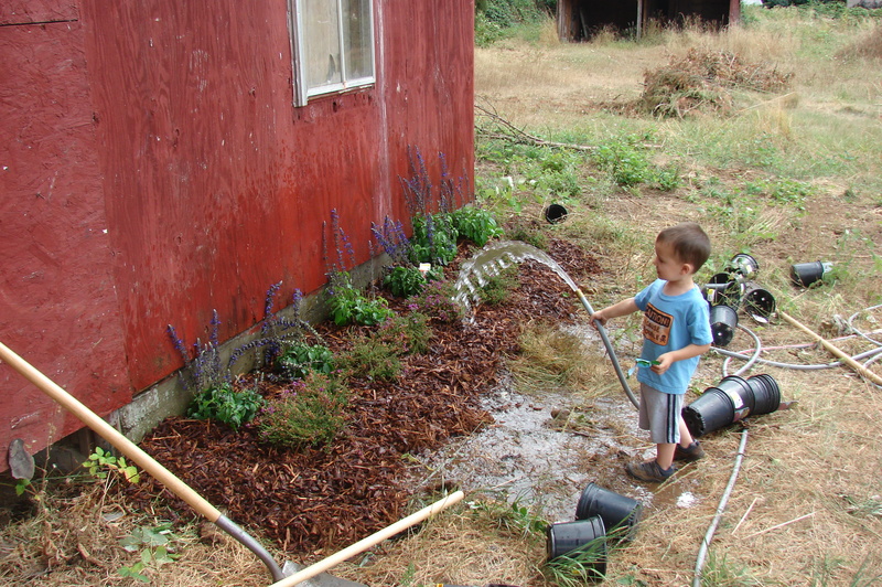 Watering the new heather and salvia garden.
