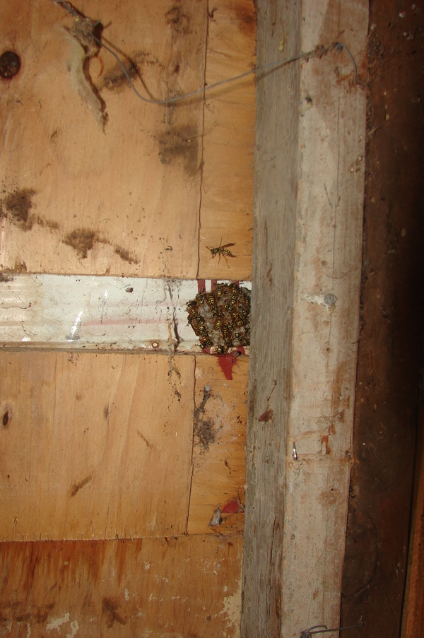Yellow Jackets hiding in the old well house.