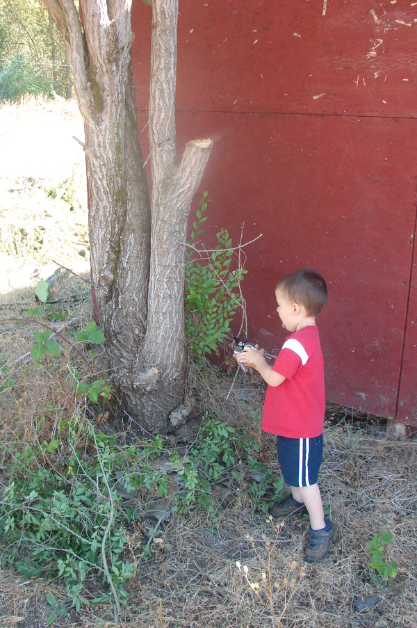 Trimming branches from the tree next to the red shed.