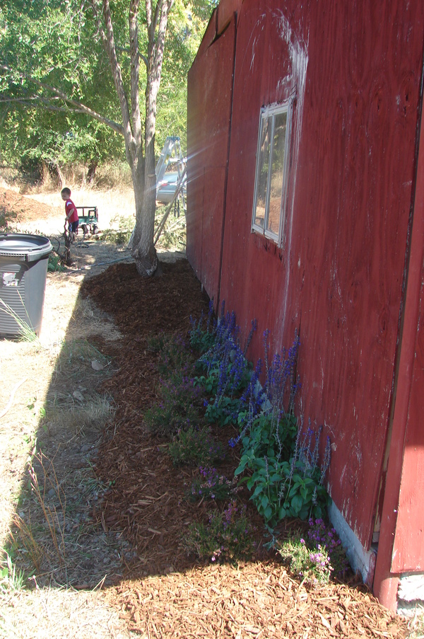 We extended the wood chips along the side of the red shed to just past the tree.
