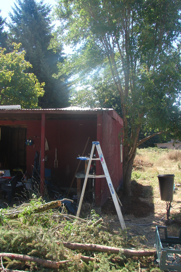 The roof of the red shed now has the tin sheet in the correct place.  It still needs to be hammered down.