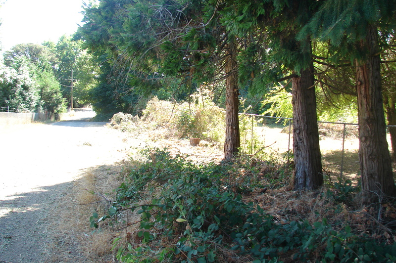 Many of the cedar branches along the side road have been moved.