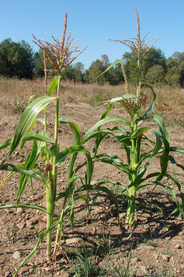 Test corn plants.  It appears the corn does well, even when it is not watered.