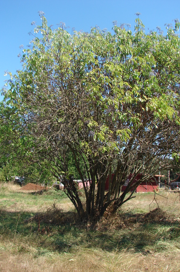 The tree near the new well.