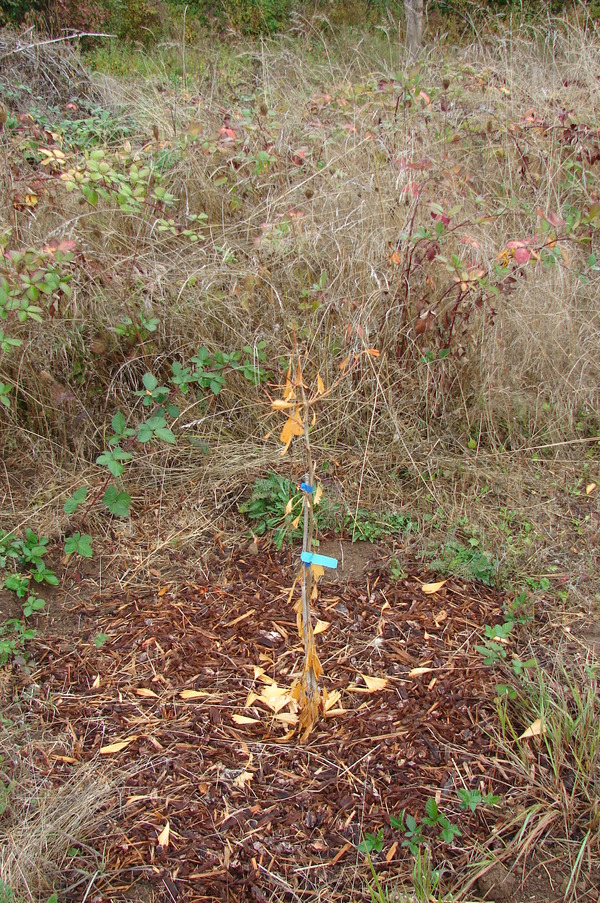The male ginkgo tree.