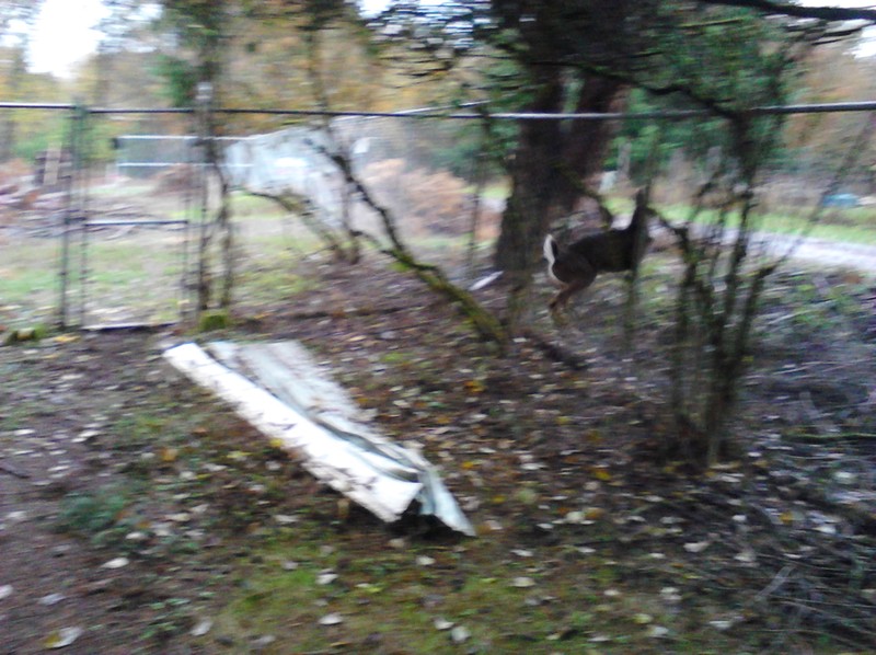 A deer by the front gate.