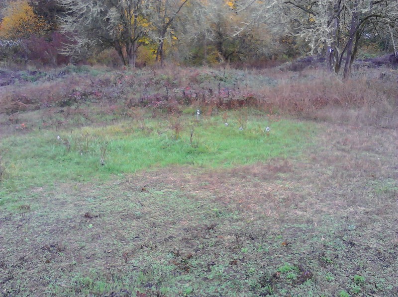 The blueberry patch.