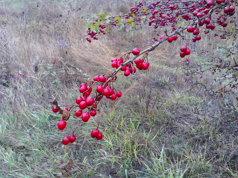 The hawthorn? berries.