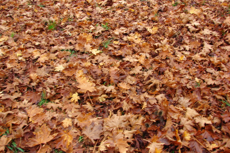 Leaves in the yard.