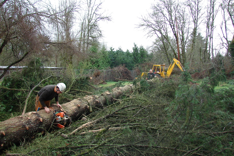 Cutting the middle tree into sections.