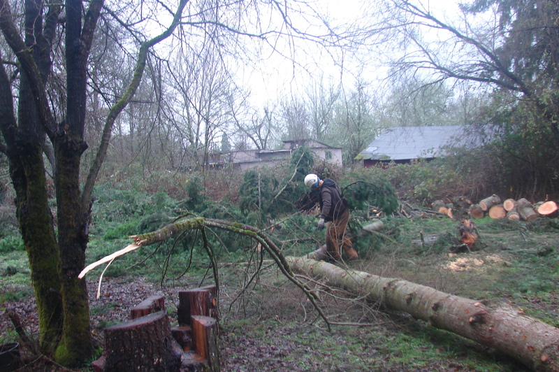 East tree with the removed elm tree branch.