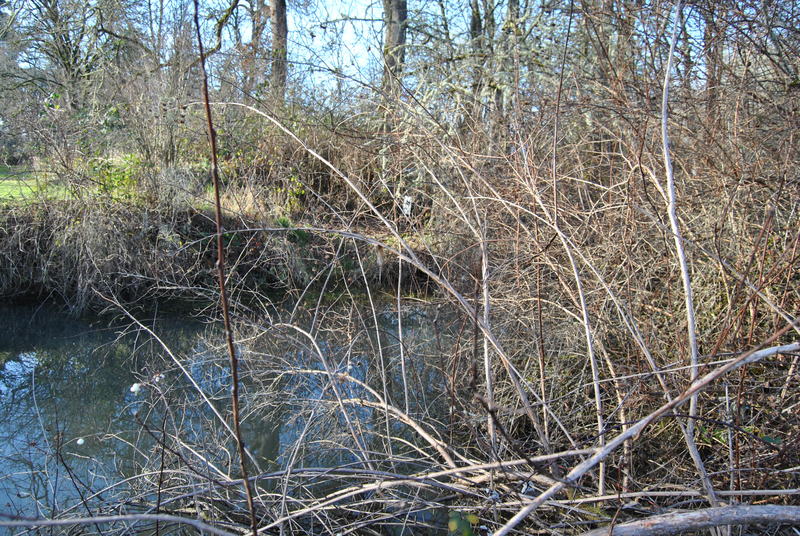 Southern part of the Berkshire slough.