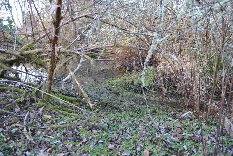 Southern part of the stream.
