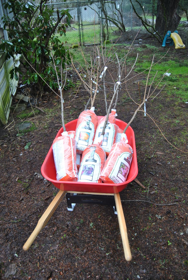 Fruit trees from Costco.