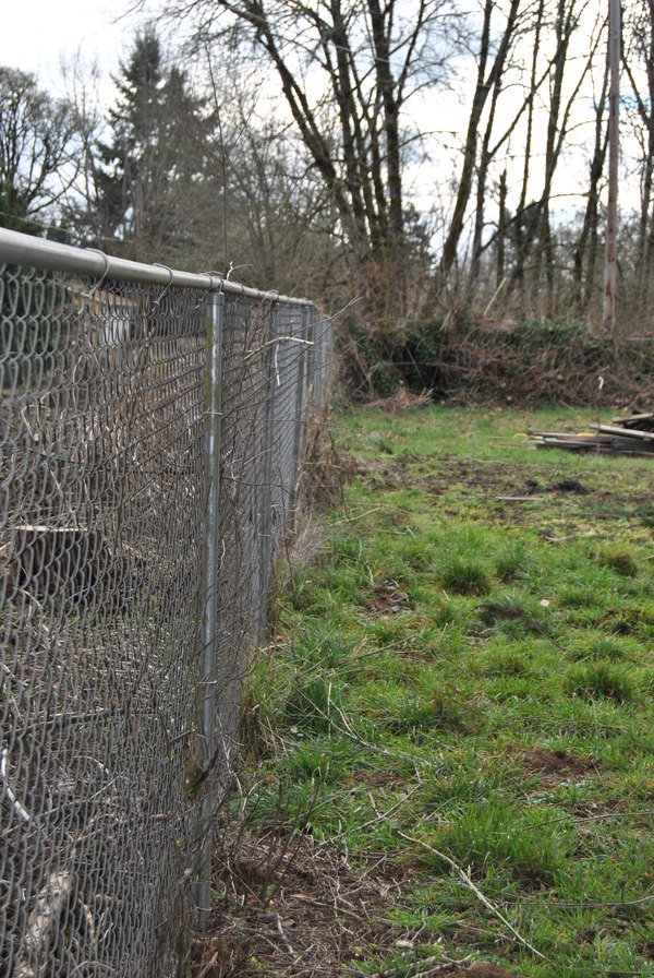View of the eastern fence that has been mostly cleared of blackberry vines.