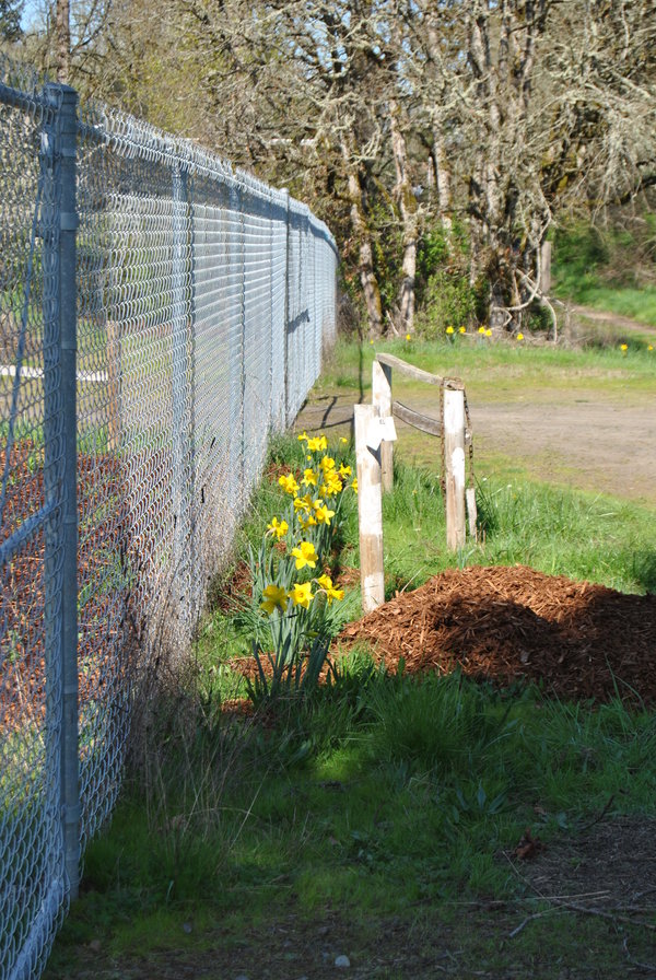 Dafodils along the fence.