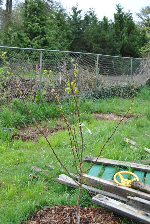 Apricot tree and portion of the play structure.