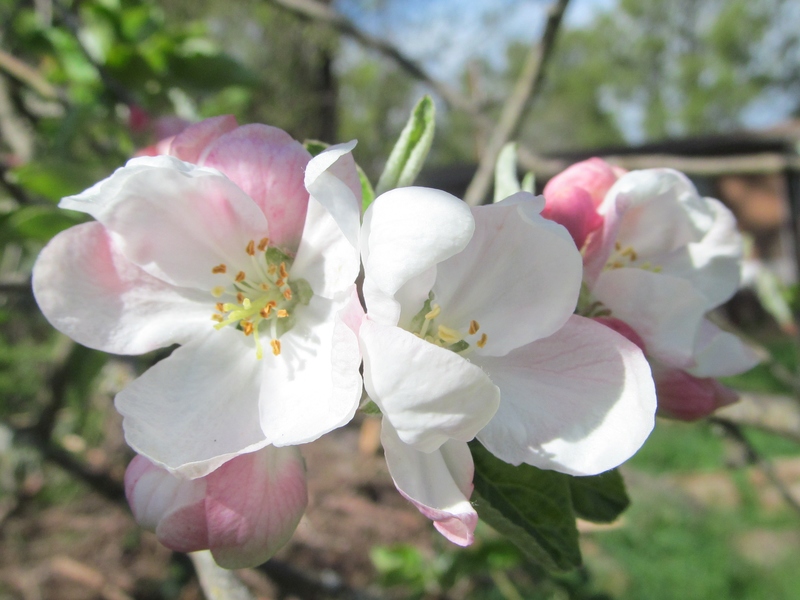 The unknown apple tree is in bloom.