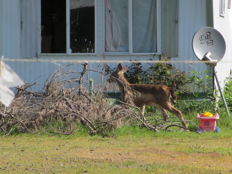 Today I was startled by the sight of deer. Fortunately I had my camera with me. :-)