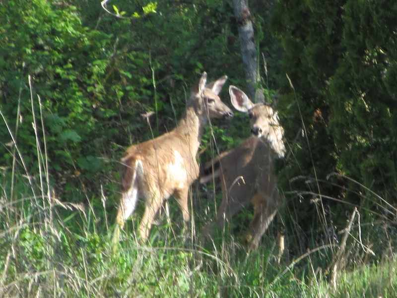 Two deer were in front of the white trailer and then went around to the west and back to the two arborvitae.