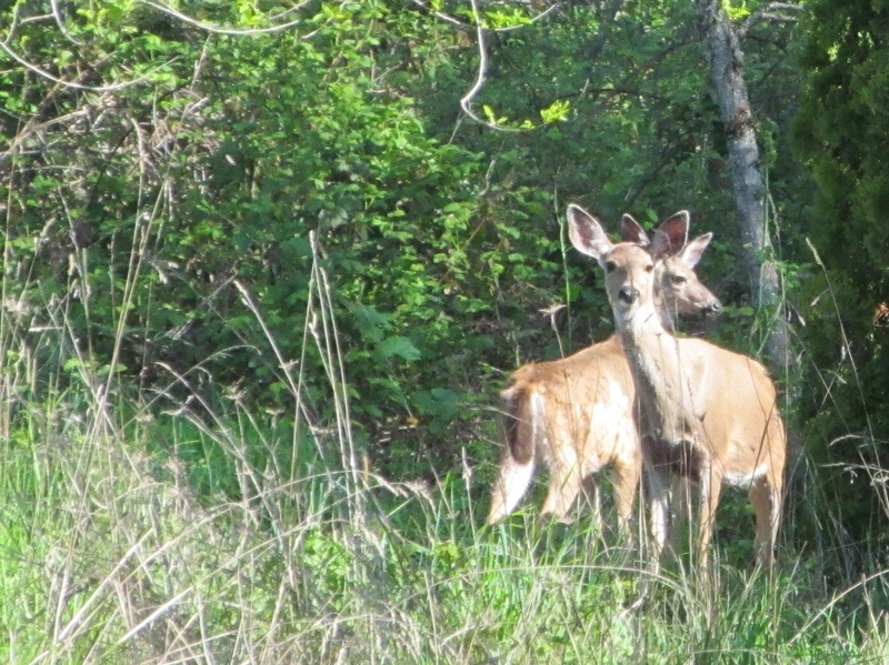 Two Deer.