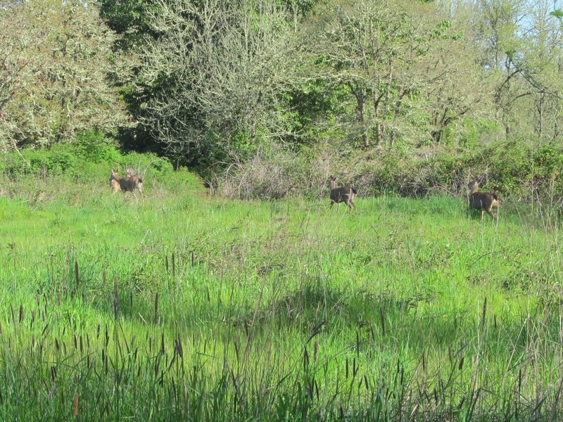 Four Deer. I thought there were two. Then I discovered there were three.