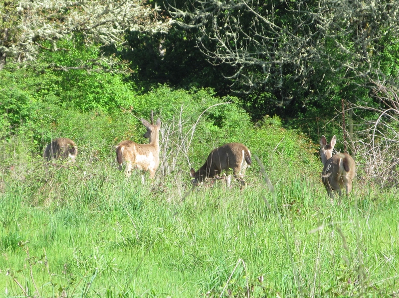 Four Deer. Unfortunately no one has taught them how to pose for a camera.