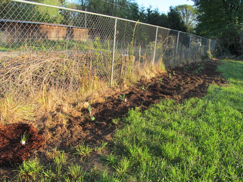 Tonight I planted along the eastern fence.
