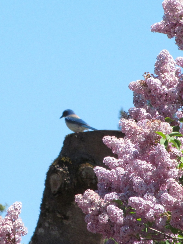 Cheeky little Stellar jay or whatever is determined not to look at me. Bird.