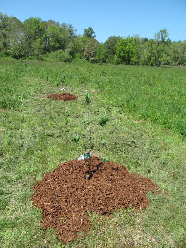 Then he planted two trees. Granny Smith in the foreground, and Fuji in the back. Apple.