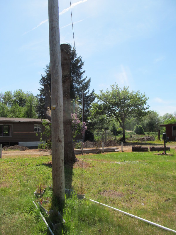 Another view of the pole, wire, and fort tree limb.