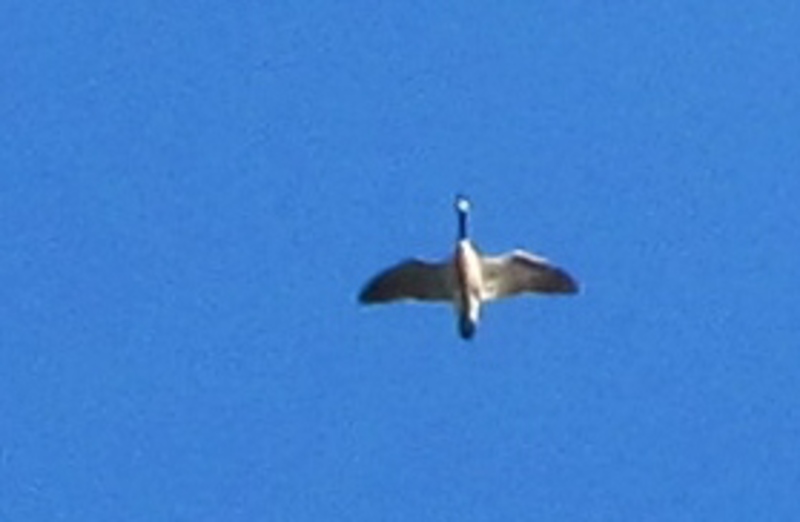 A goose flies overhead. Bird.