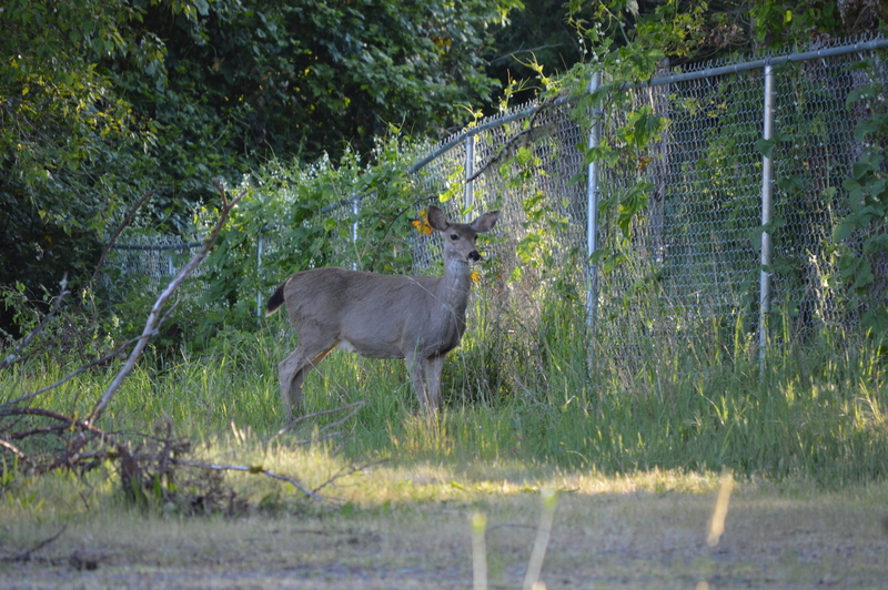 Deer by the fence.
