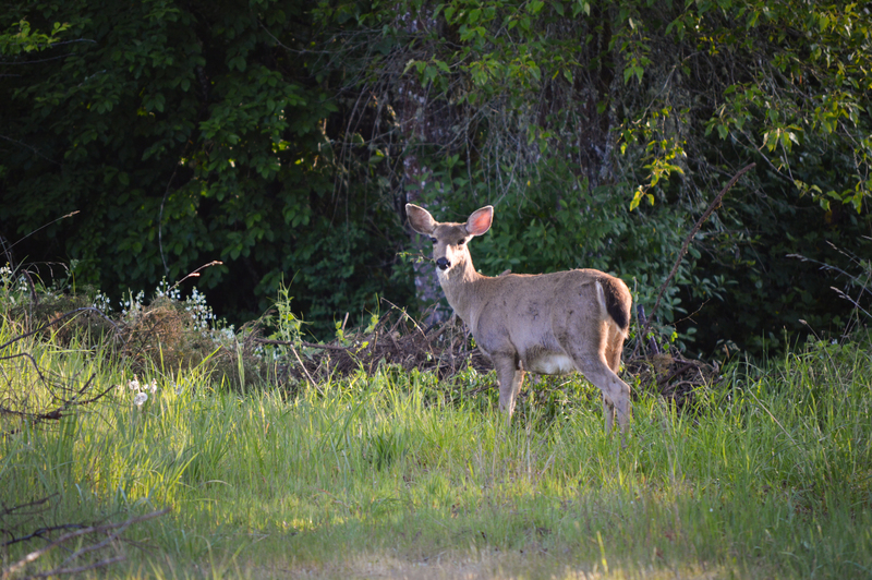 Deer munching on foliage.