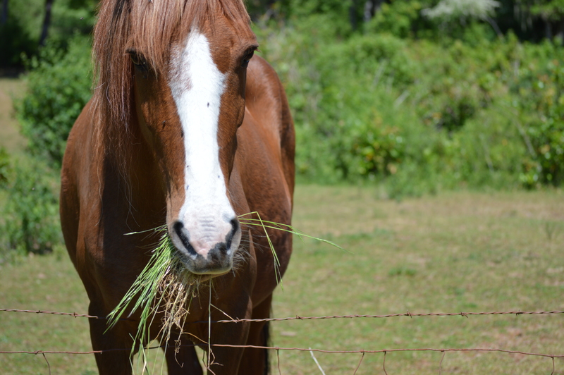 Horse eating.