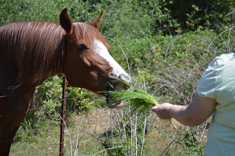 Lois feeds the horse.
