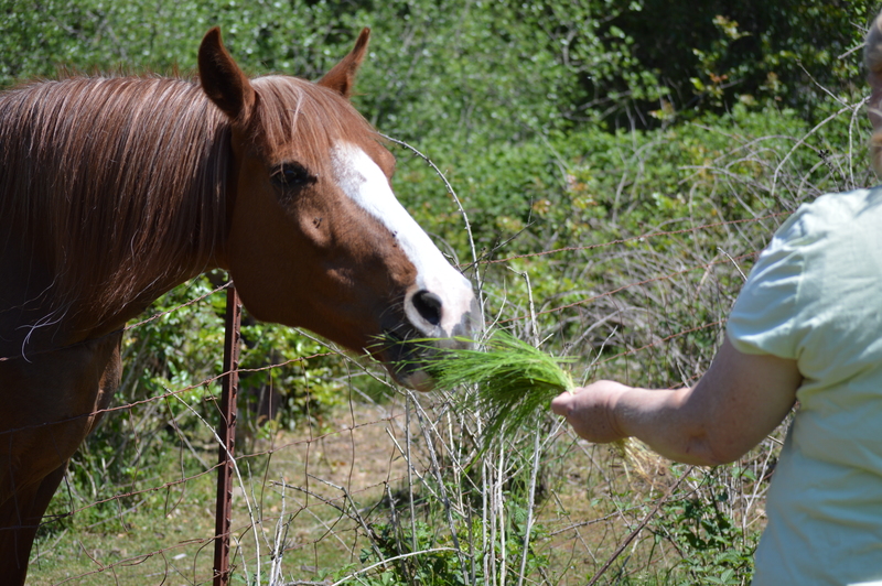Lois feeds the horse.
