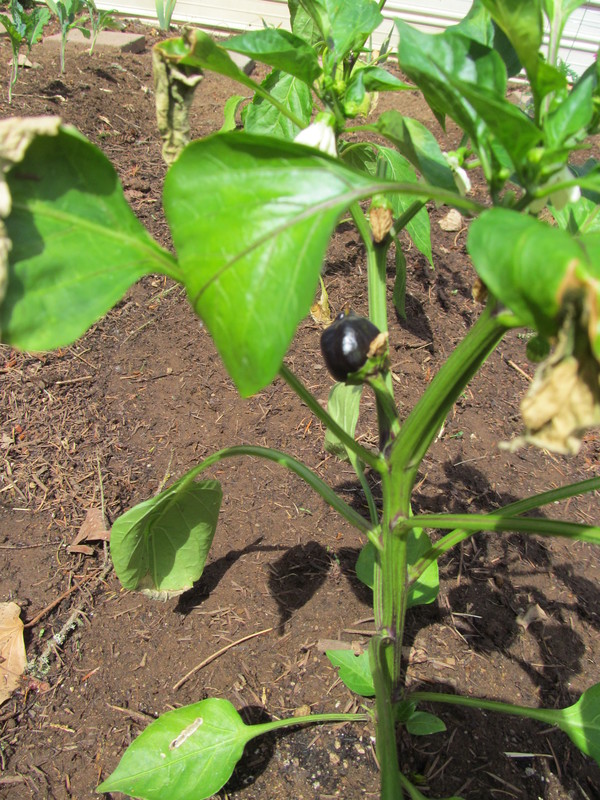 Black bell pepper in the clubhouse garden.
