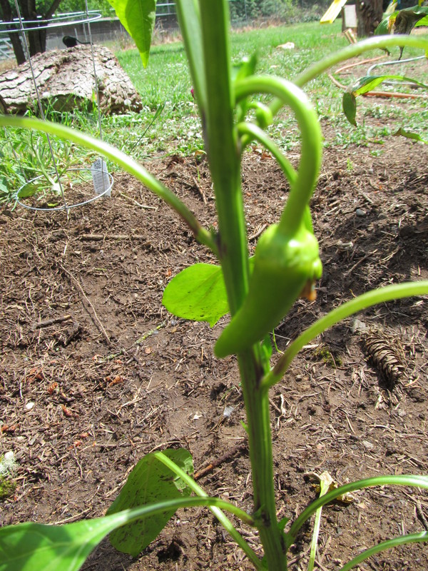 Banana pepper in the clubhouse garden.
