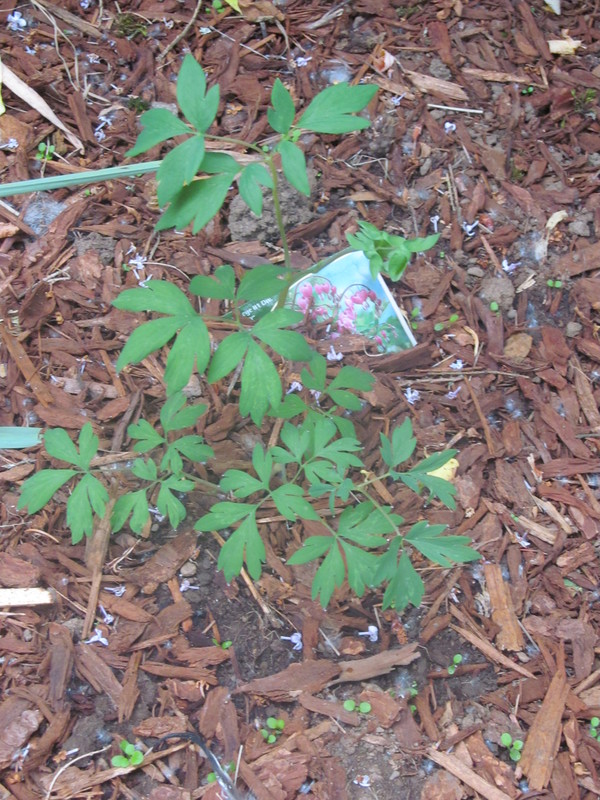 New growth on the bleeding heart plant. It was planted since I came here.