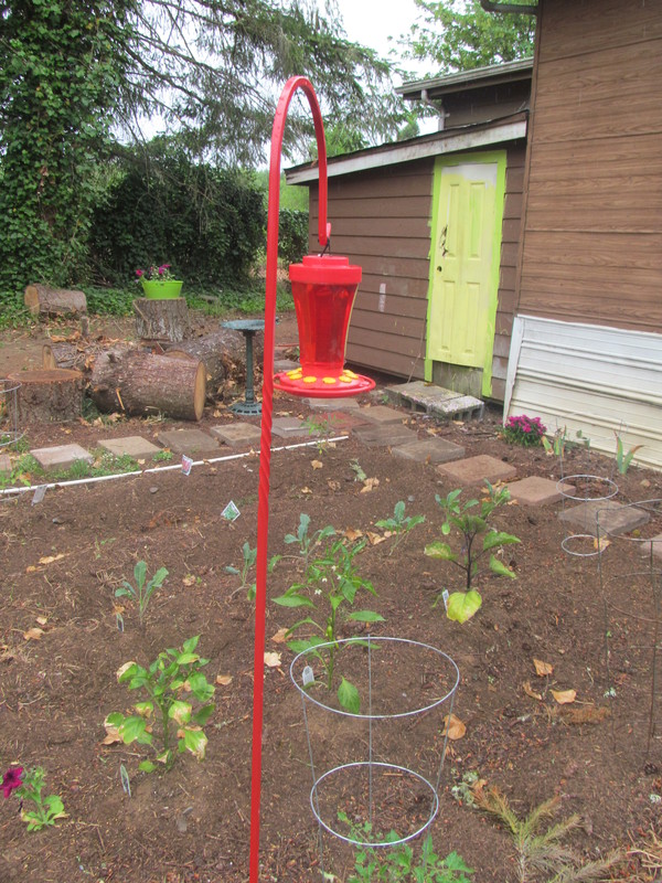 Close-up of the hummingbird feeder in the clubhouse garden outside Isaac's bedroom.