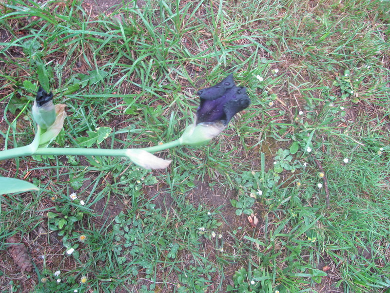 My black iris that I bought at the Eugene Plant Fair. Flower.