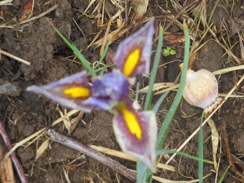 Dutch iris? in the Fairy Circle. Flower.